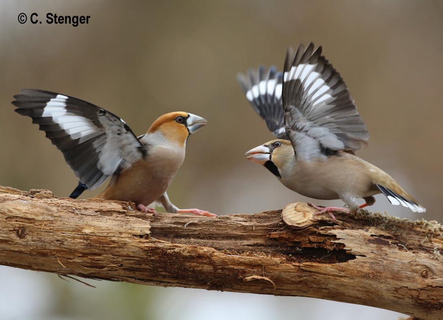 Coccothraustes coccothraustes