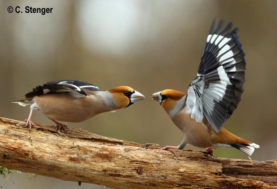 Coccothraustes coccothraustes