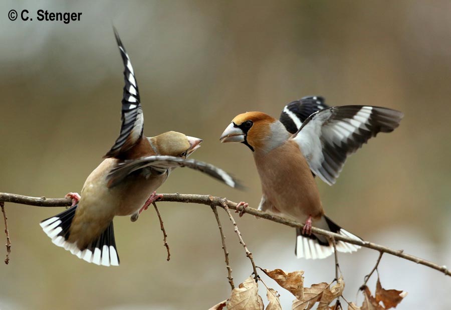 Coccothraustes coccothraustes