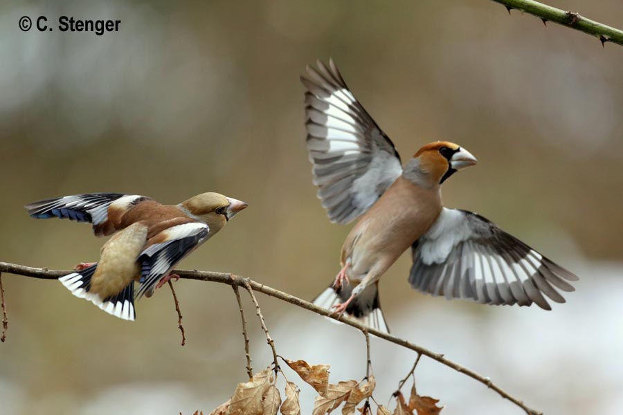 Coccothraustes coccothraustes