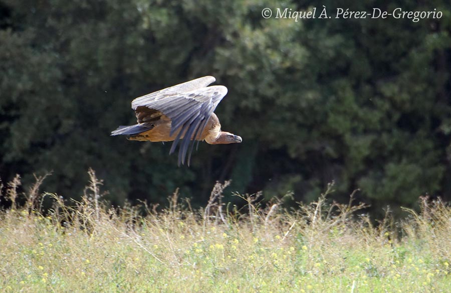 Gyps fulvus