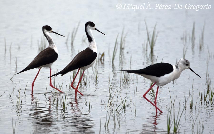 Himantopus himantopus