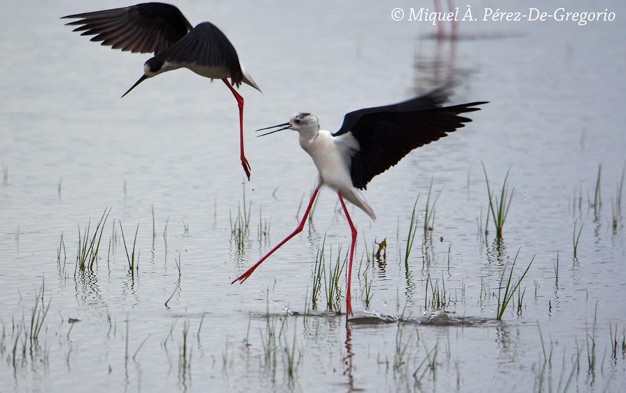 Himantopus himantopus