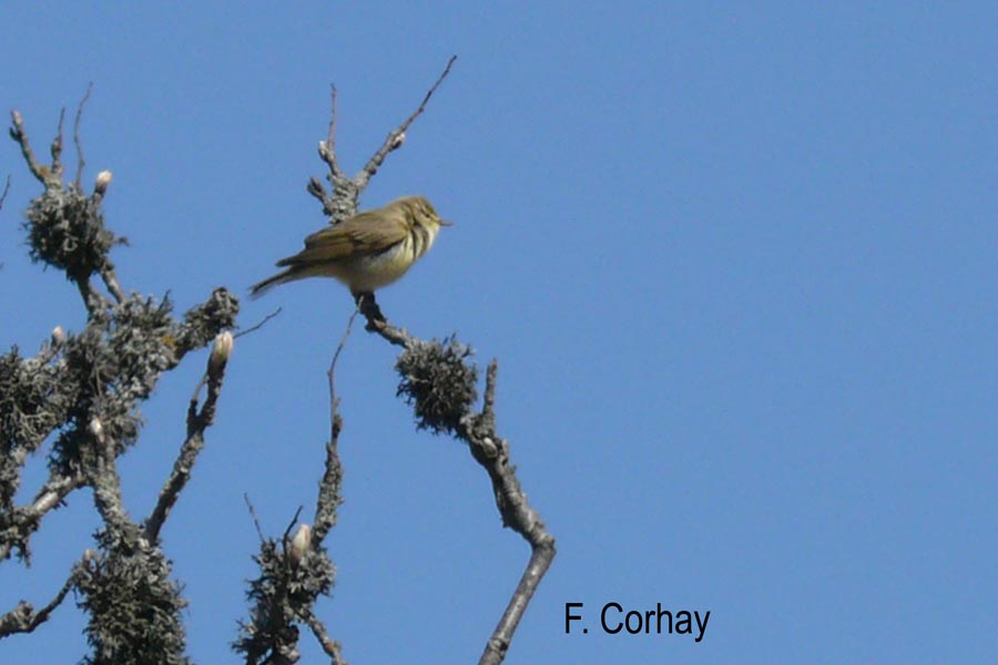 Phylloscopus trochilus