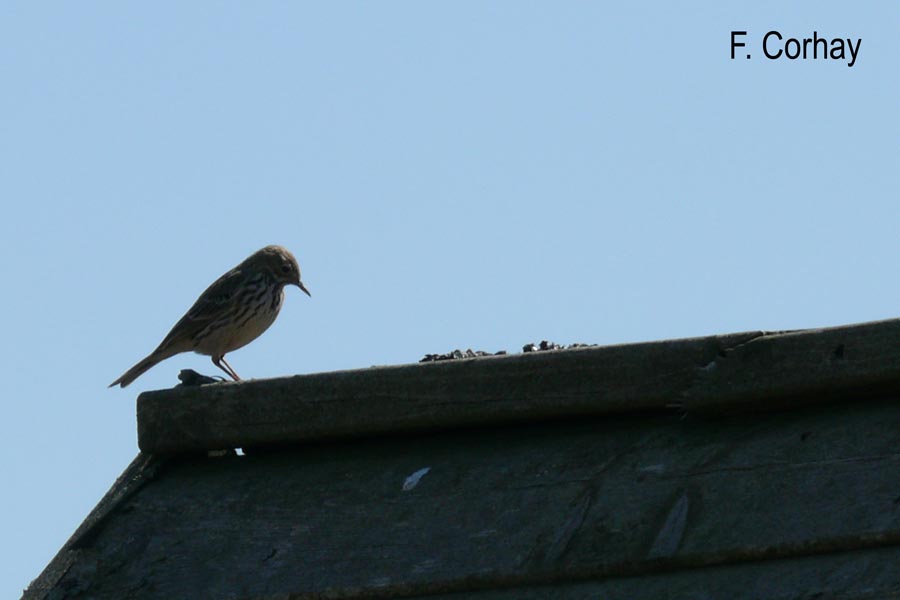 Anthus pratensis