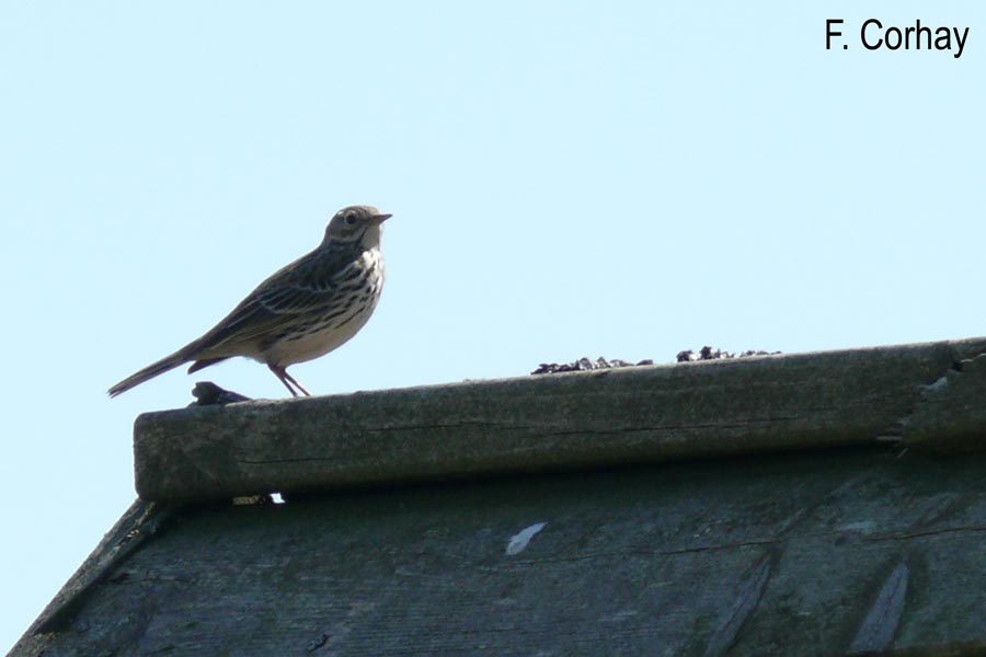 Anthus pratensis