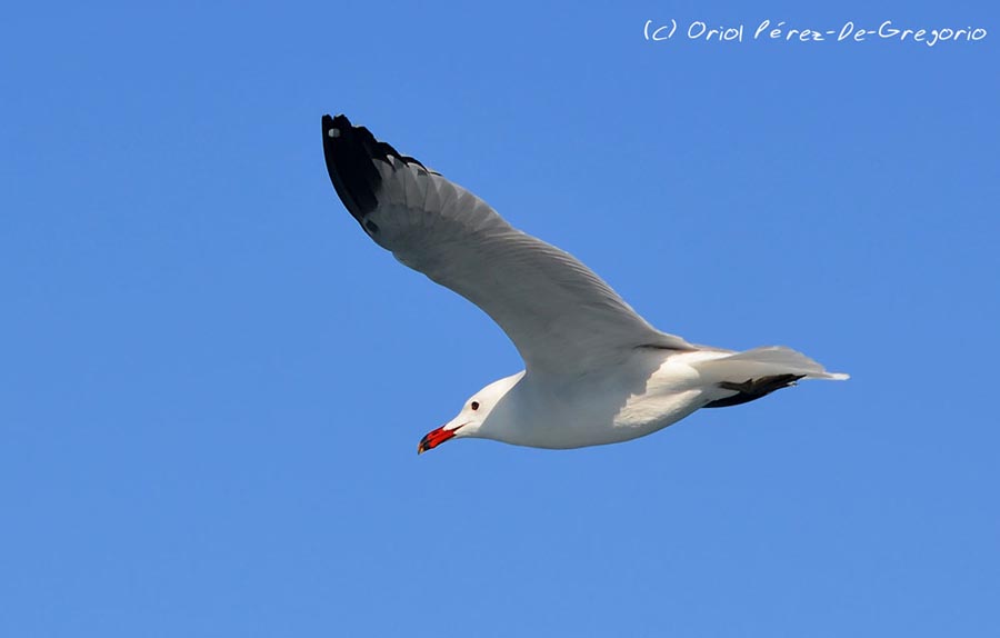 Larus audouinii