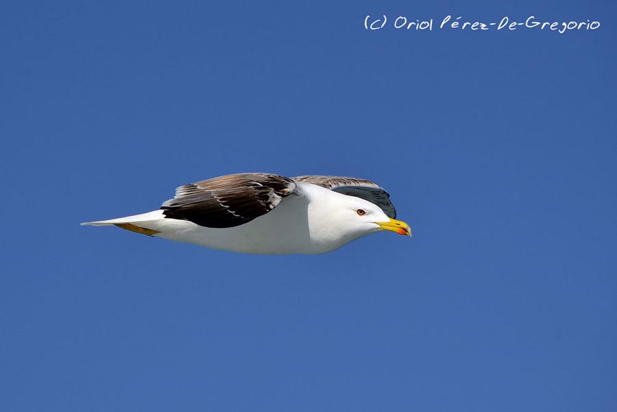 Larus fuscus