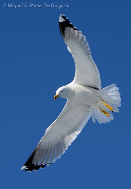 Larus fuscus