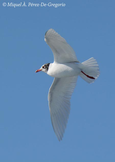 Larus melanocephalus