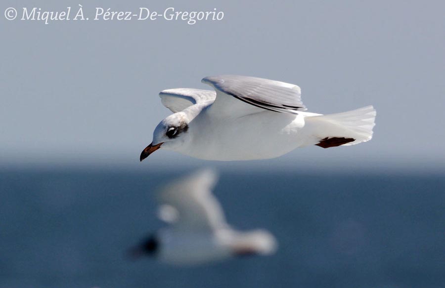 Larus melanocephalus