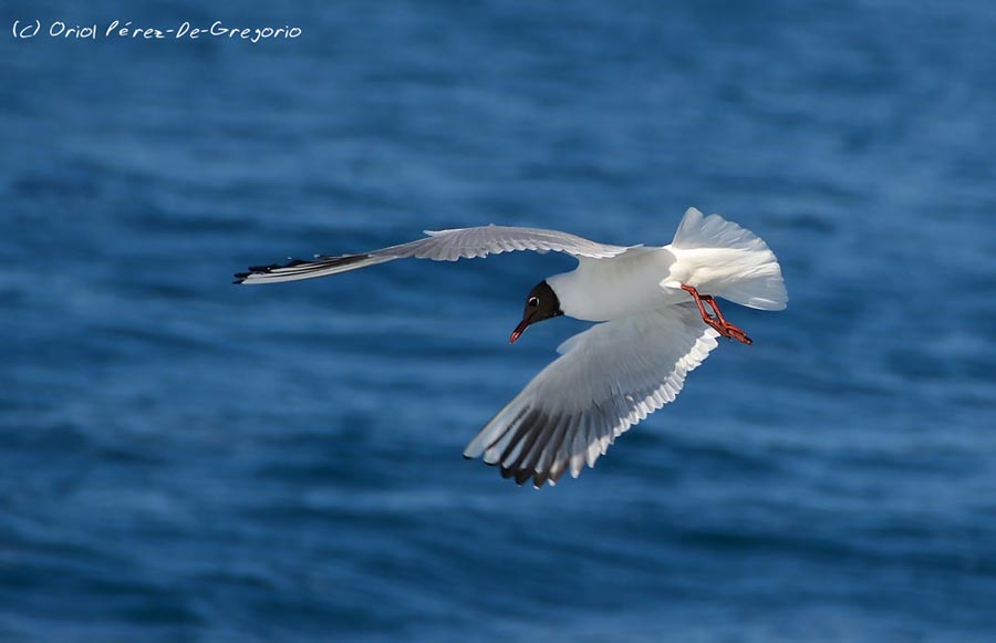 Larus ridibundus