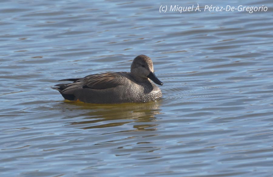 Mareca strepera