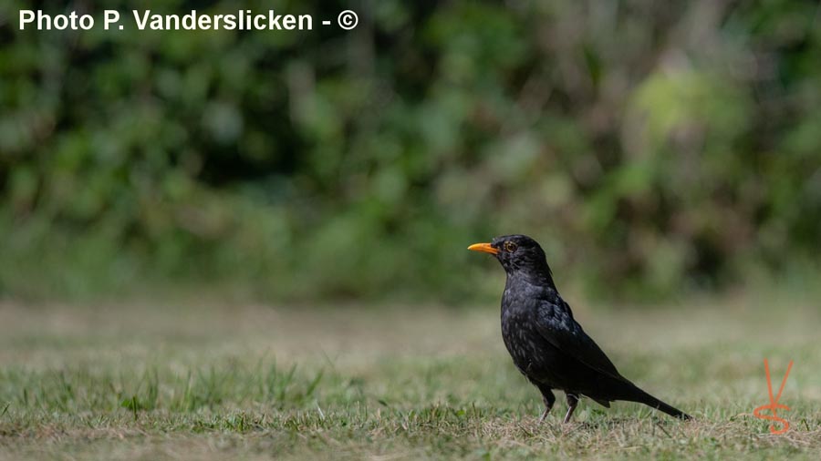 Turdus merula