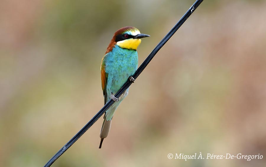 Merops apiaster