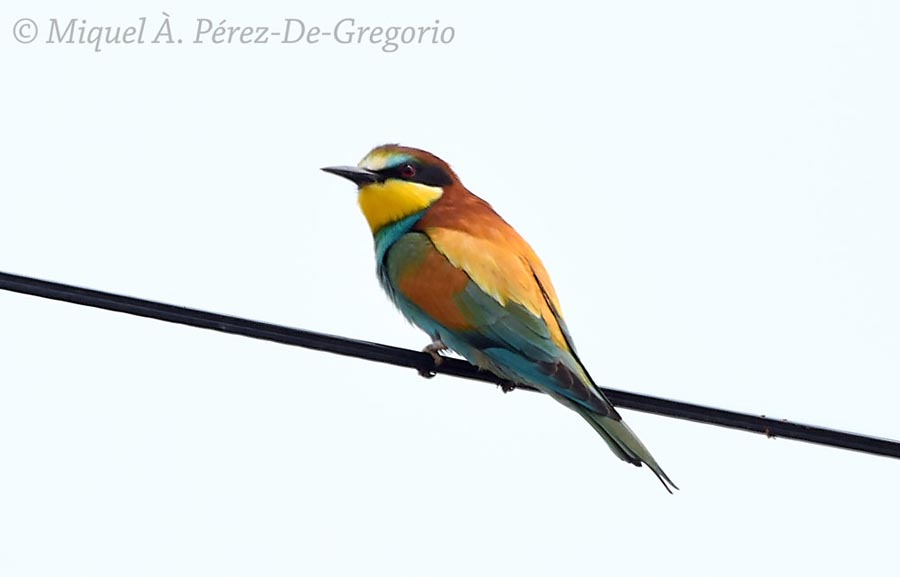 Merops apiaster