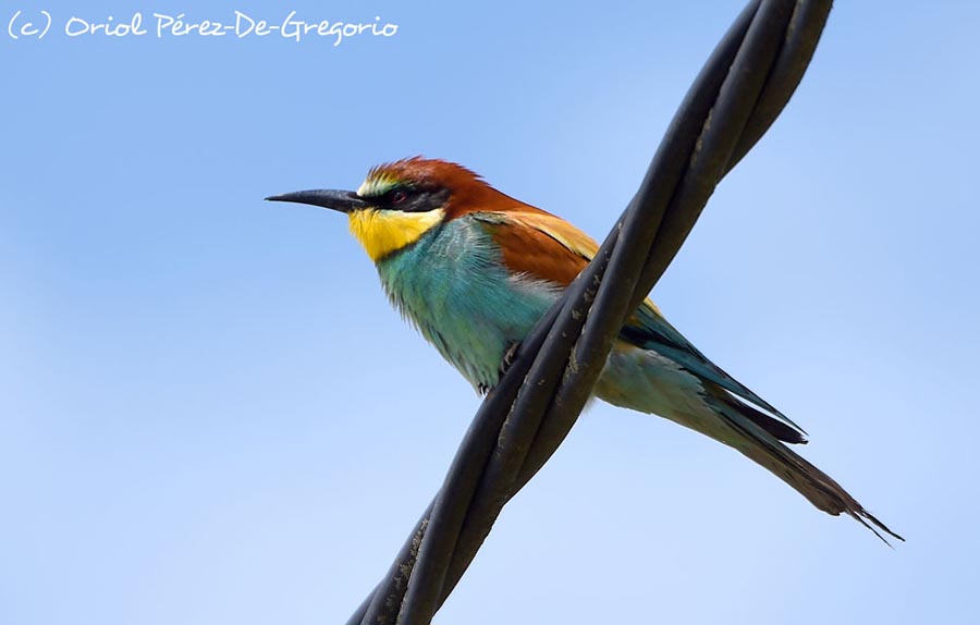 Merops apiaster