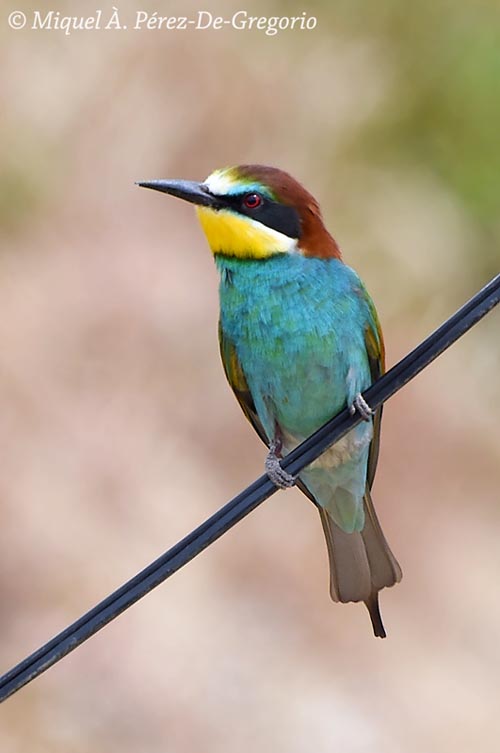 Merops apiaster