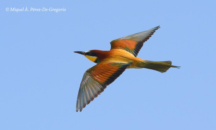 Merops apiaster