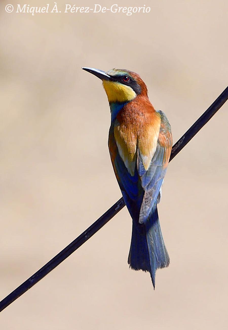 Merops apiaster