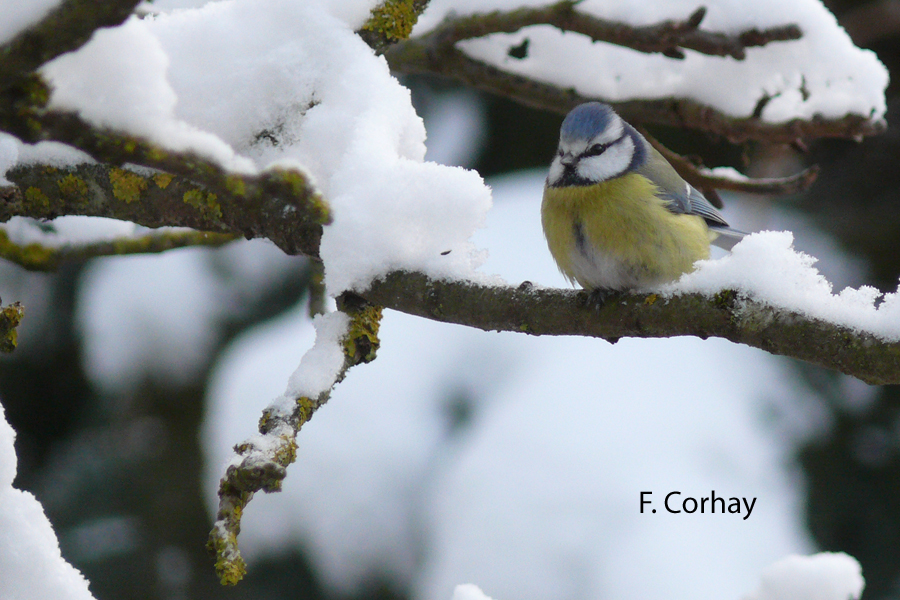 Parus caeruleus