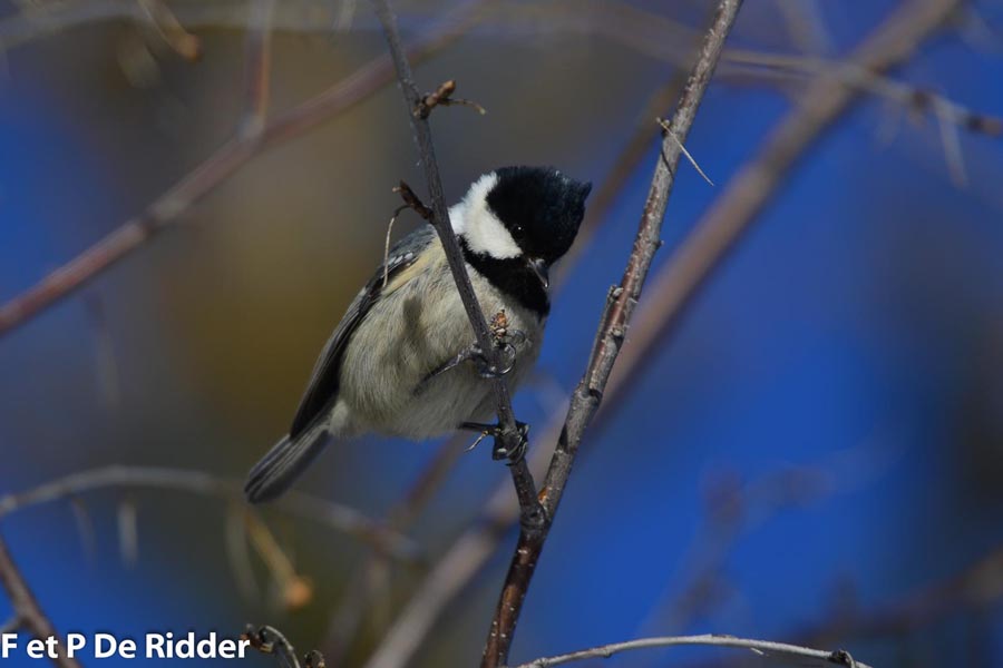 Parus ater