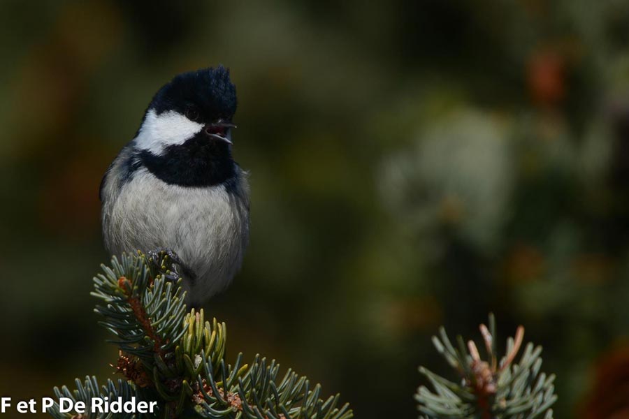 Parus ater