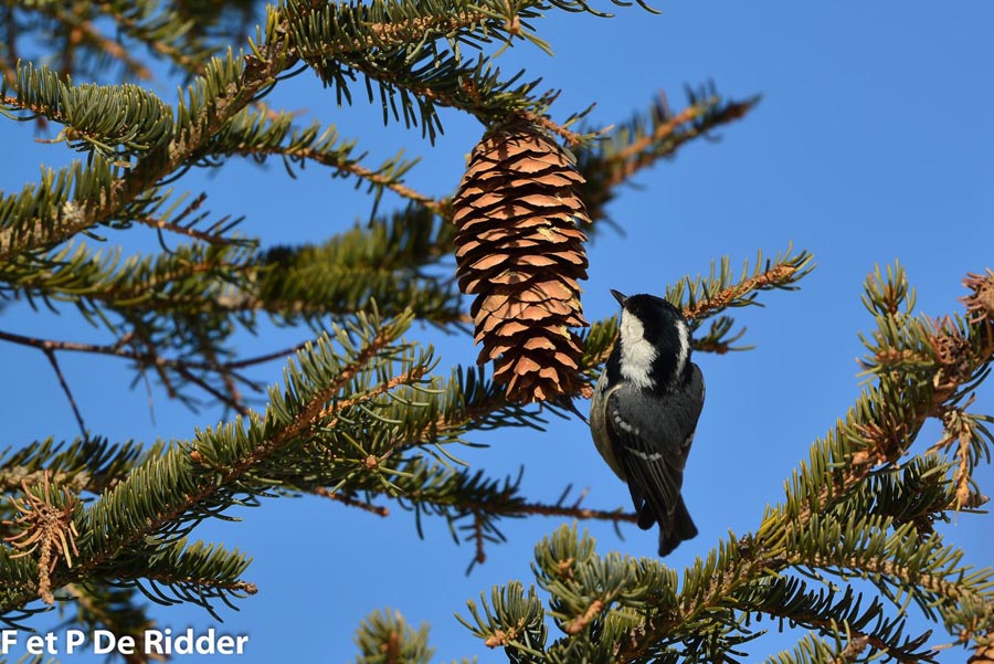 Parus ater