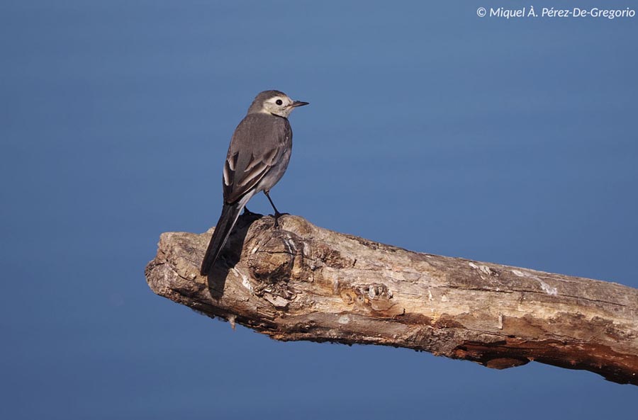 Motacilla alba (bergeronnette grise)