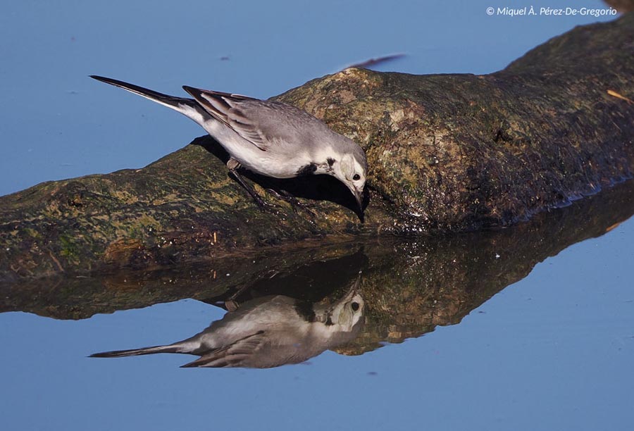 Motacilla alba (bergeronnette grise)