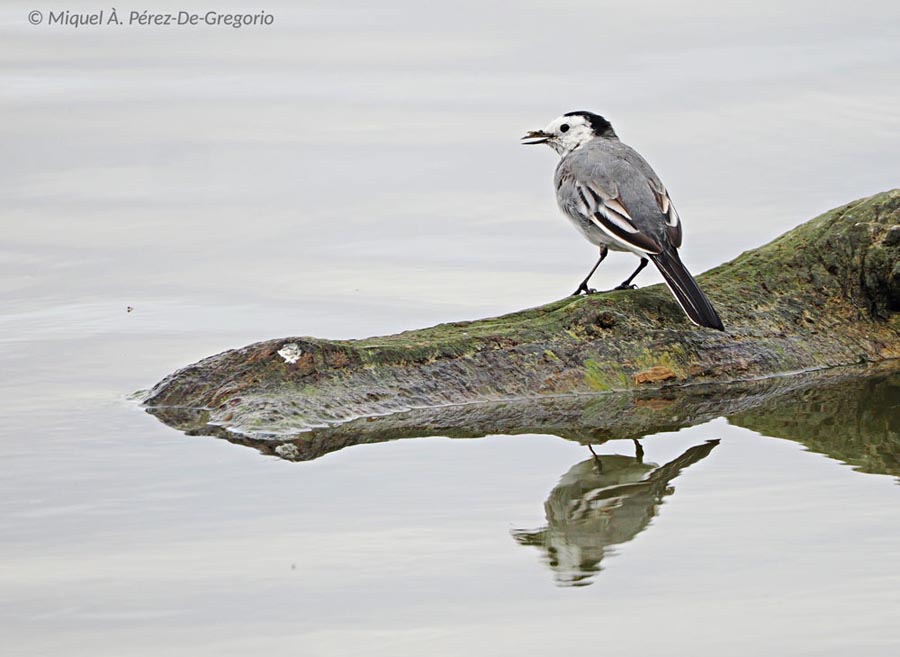 Motacilla alba (bergeronnette grise)