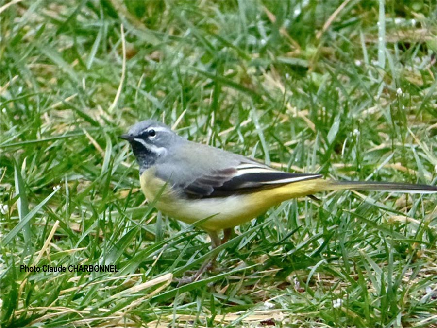 Motacilla cinerea