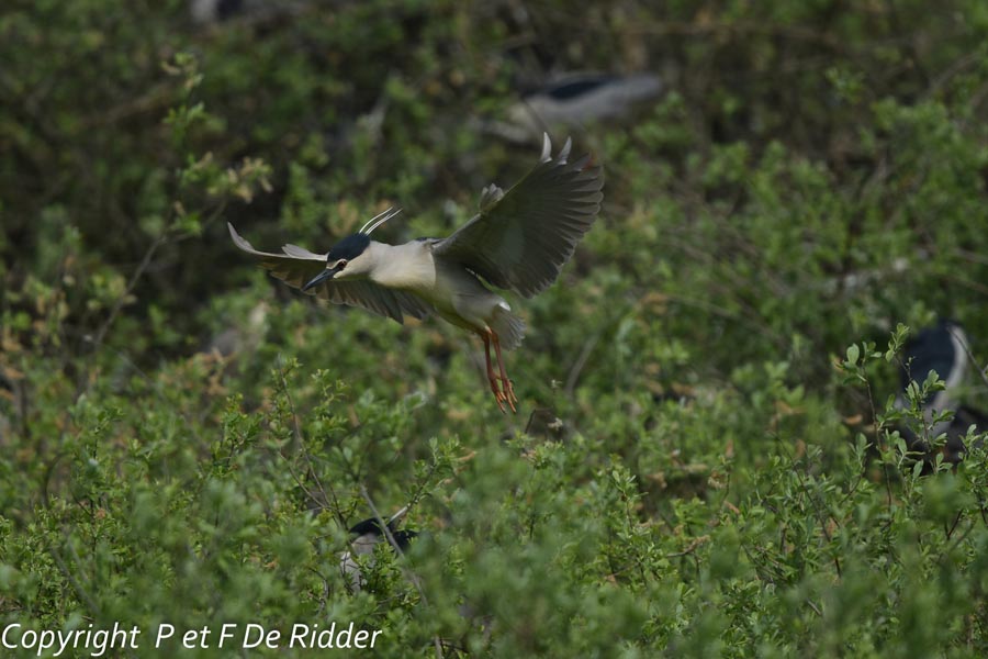 Nycticorax-nycticorax