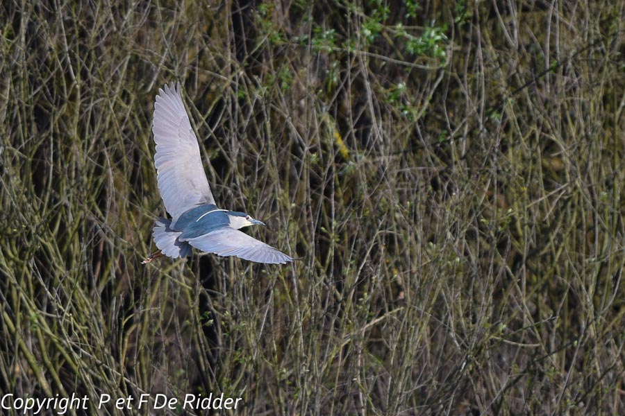 Nycticorax-nycticorax