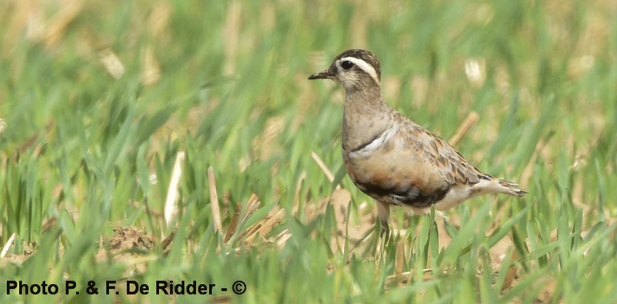 Charadrius morinellus