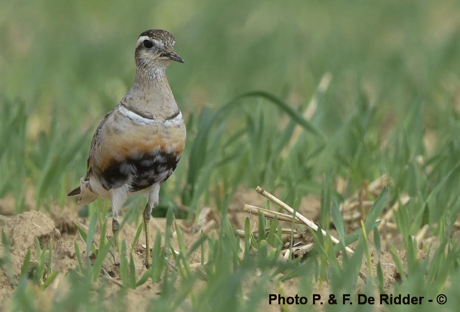 Charadrius morinellus