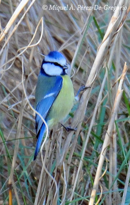 Parus caeruleus