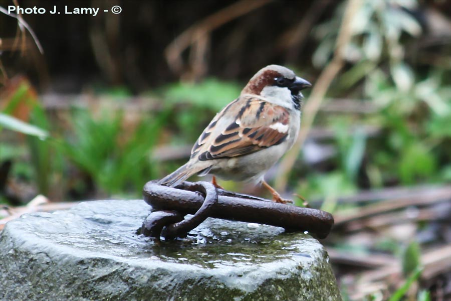 Passer domesticus