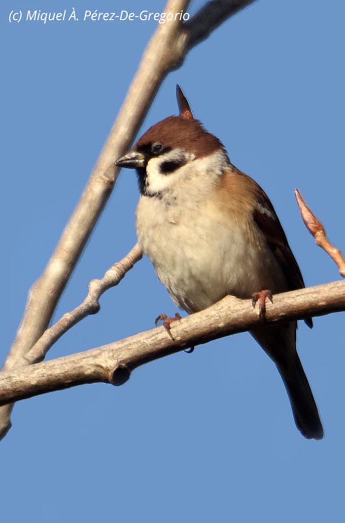 Passer montanus