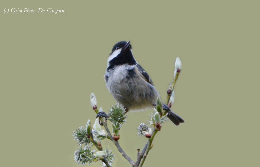 Periparus ater