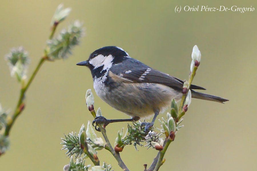 Periparus ater