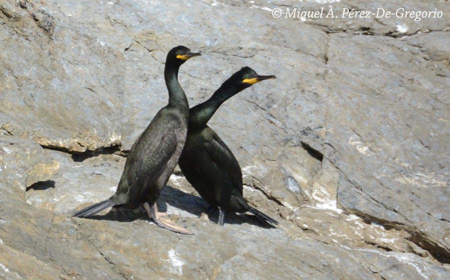 Phalacrocorax aristotelis