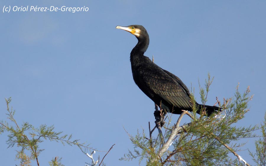 Phalacrocorax carbo