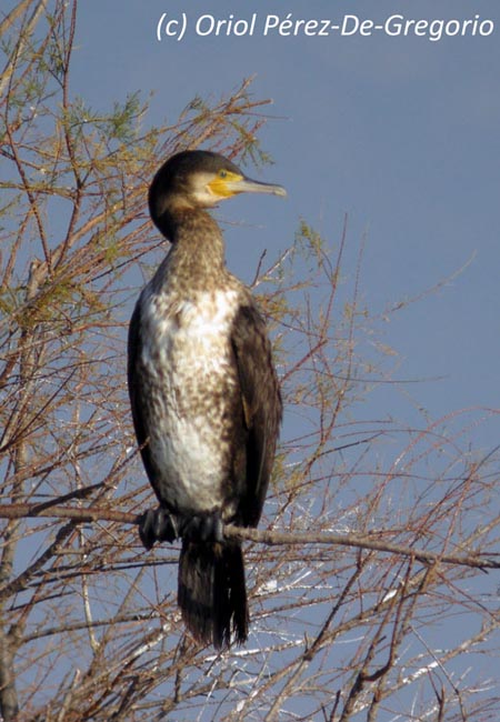 Phalacrocorax carbo