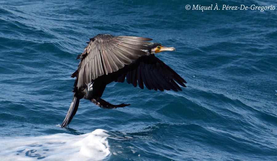 Phalacrocorax carbo