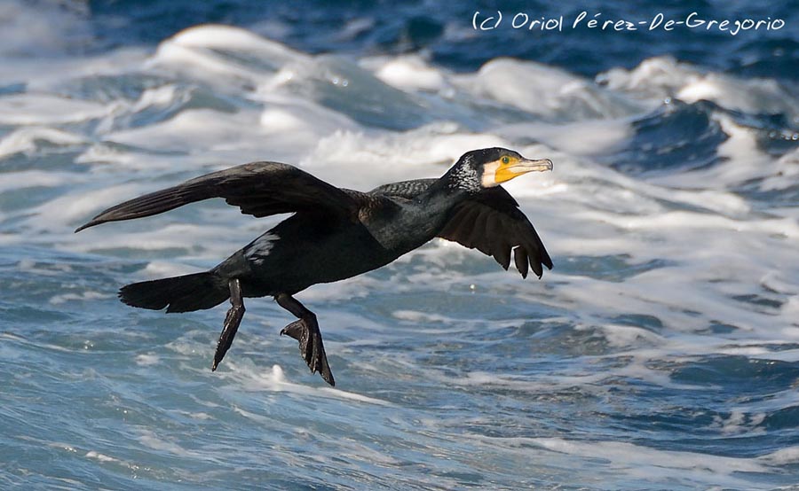 Phalacrocorax carbo