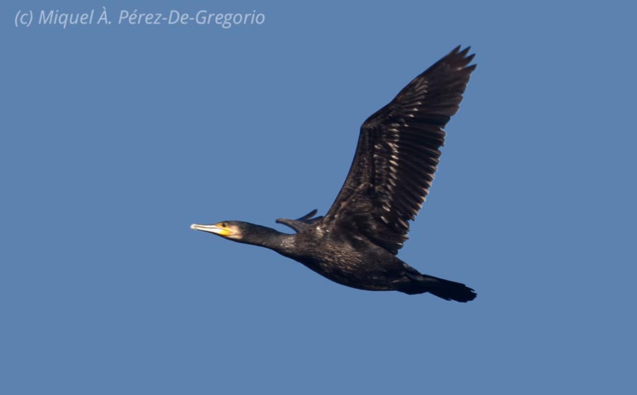 Phalacrocorax carbo