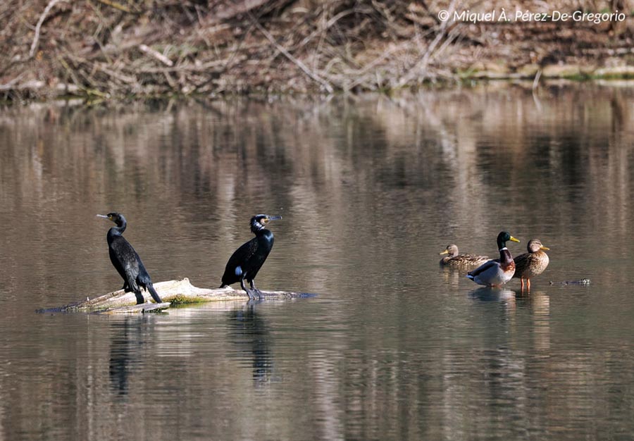 Phalacrocorax carbo