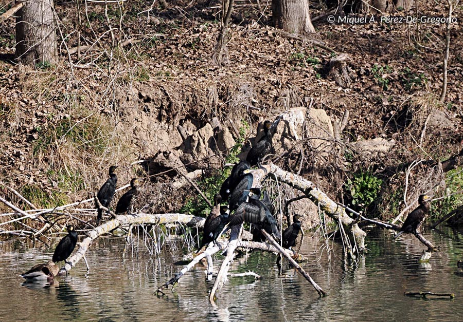 Phalacrocorax carbo