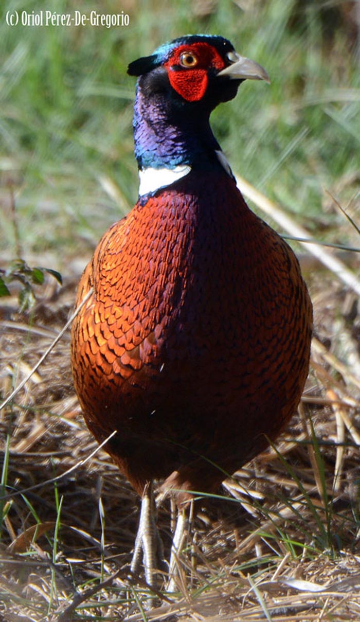 Phasianus colchicus